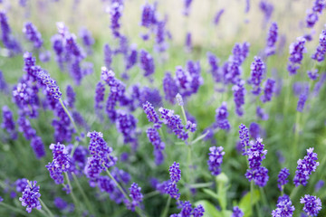 Fototapeta premium fields of lavender on the summer time