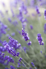fields of lavender on the summer time