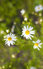 daisy on the meadow