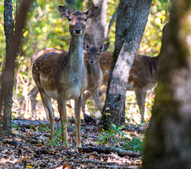 Fallow deer group in the forest, in a summer evening