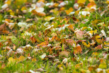 Fallen leaves in the autumn