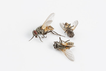 Dead flies on white