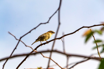 Sparrow, Old word sparrow