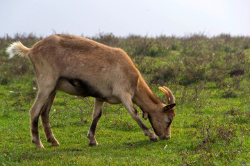 Goats graze grass