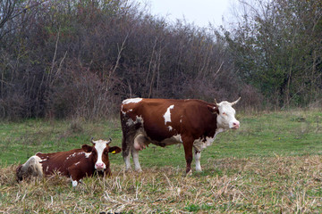 Domestic cows on pasture