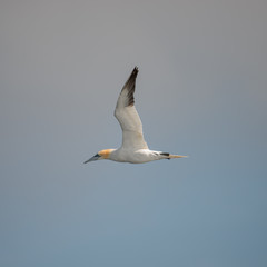 Flying Northern Gannet in Atlantic ocean following a boat