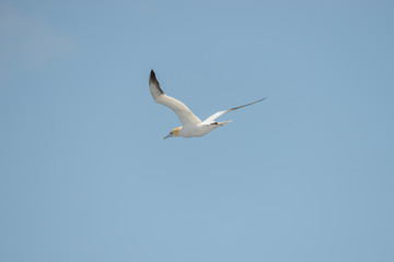 Flying Northern Gannet in Atlantic ocean following a boat