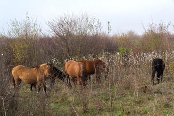 Wild mountain horses