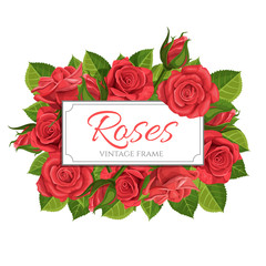 Red rose vector illustration frame