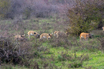 Mangulitsa pig and her pigs