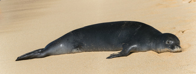 Hawaiian Monk Seal