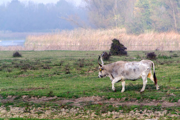 Podolian cow, wild cow