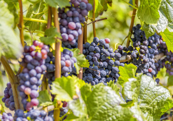 blue grapes closeup