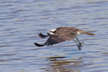 Osprey in Flight over the water