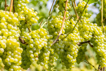 white grapes closeup