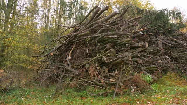 Heaps of cut wood in forest