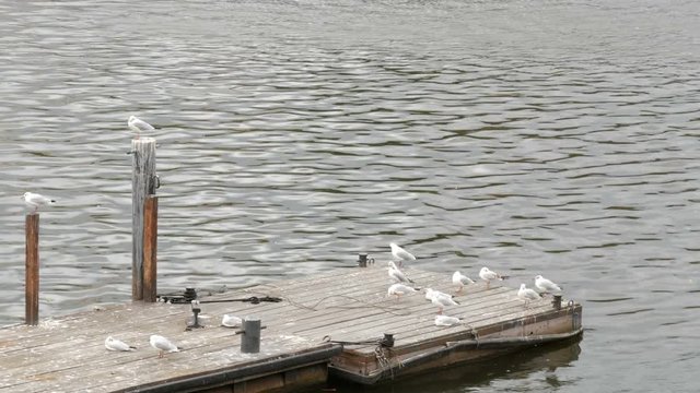 Many river seagulls sitting on the dock by a river