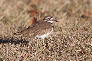 Killdeer in winter grass