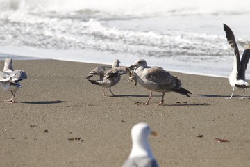 Birds Goat Rock Beach, California - Seagull.