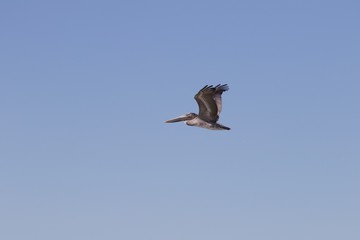 Birds Goat Rock Beach, California - Pelican