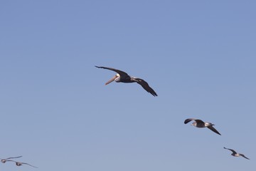 Birds Goat Rock Beach, California - Pelican