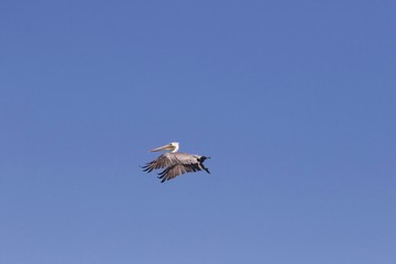 Birds Goat Rock Beach, California - Pelican