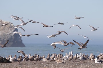 Birds Goat Rock Beach, California - Seagull.