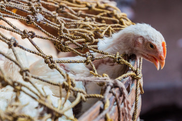 Chicken prepared for sale at the New Market in Kolkata, India