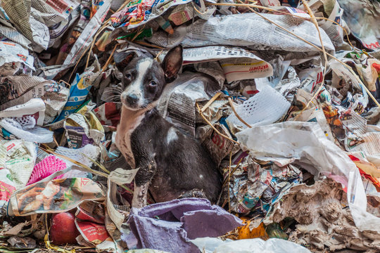 KOLKATA, INDIA - OCTOBER 31, 2016: Stray dog in a garbage at New Market in Kolkata, India