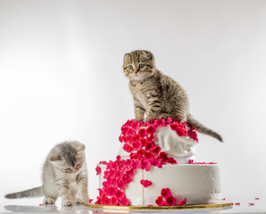 little curious kittens Scottish Fold cats at the top of the wedding cake
