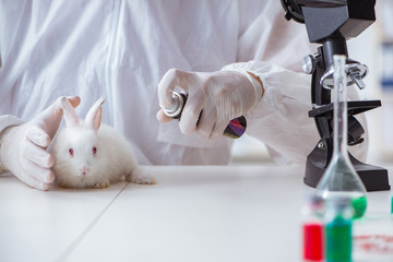 Scientist doing animal experiment in lab with rabbit