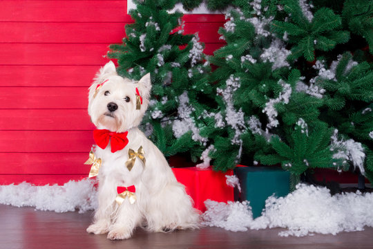 Decorated west highland white terrier dog as symbol of 2018 New Year with red bow tie and decorative bows and green christmas pine tree with gifts on background