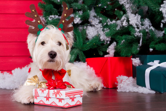 Decorated west highland white terrier dog as symbol of 2018 New Year with red bow tie, decorative bows and christmas deer horn and christmas pine tree with gifts on background