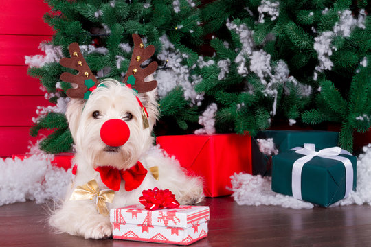 Decorated west highland white terrier dog as symbol of 2018 New Year with red bow tie, decorative bows, christmas deer horn and clown red nose and christmas pine tree with gifts on background