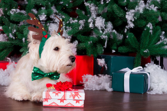 Decorated west highland white terrier dog as symbol of 2018 New Year with green bow tie, decorative bows and christmas deer horn and christmas pine tree with gifts on background