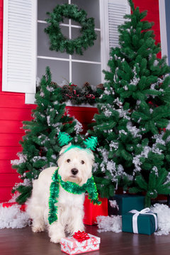 Decorated west highland white terrier dog as symbol of 2018 New Year with green christmas scarf, decorative bows and christmas horn and christmas pine tree with gifts on background