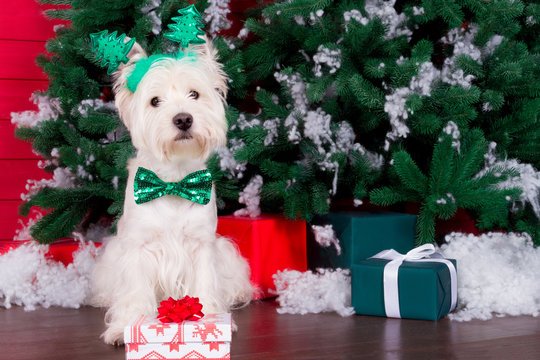 Decorated west highland white terrier dog as symbol of 2018 New Year with green bow tie, decorative bows and christmas horn and christmas pine tree with gifts on background