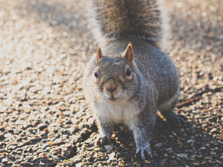 Squirrel in park