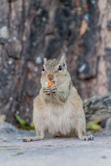 Chipmunk eating a biscuit in Delhi, India