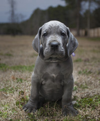 Fototapeta na wymiar Blue Great Dane puppy