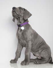 Reverant Great Danepuppy