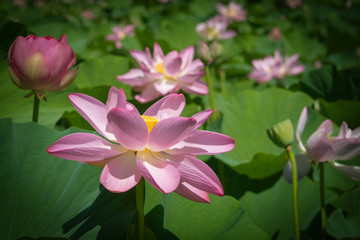 Obraz premium Lotus Flowers Field 
