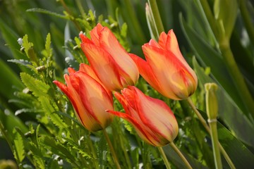 Tulip