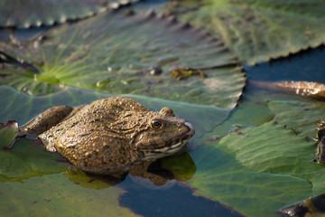 Frog on the lotus leaf