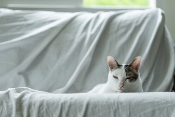 Sleepy face white cat kitten lying on sofa with white cloth when moving to the new apartment