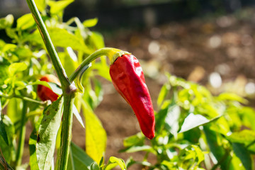 red paprika plant in the garden .red hot chili pepper