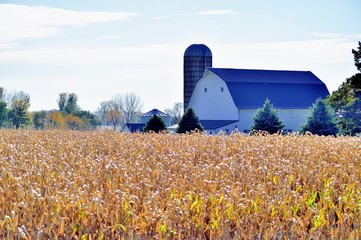 Barn beyond a corn crop waiting for harvest on a farm in northeastern Illinois near Burlington,...