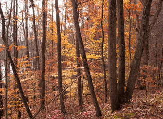 Fototapeta premium A grouping of trees in the fall woods showing pretty colors next to a river
