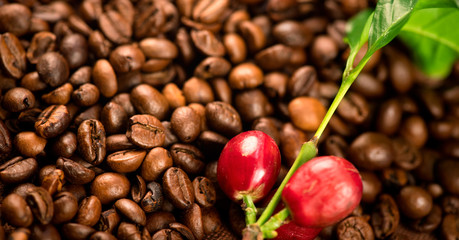 Coffee. Real coffee plant on roasted coffee background. Border art design