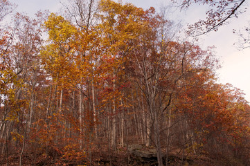 Fototapeta premium Sunlit pretty fall woods atop a hill 
